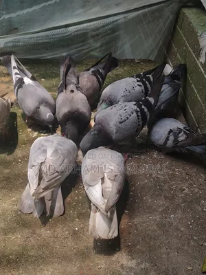 Pigeons laying eggs and breeding