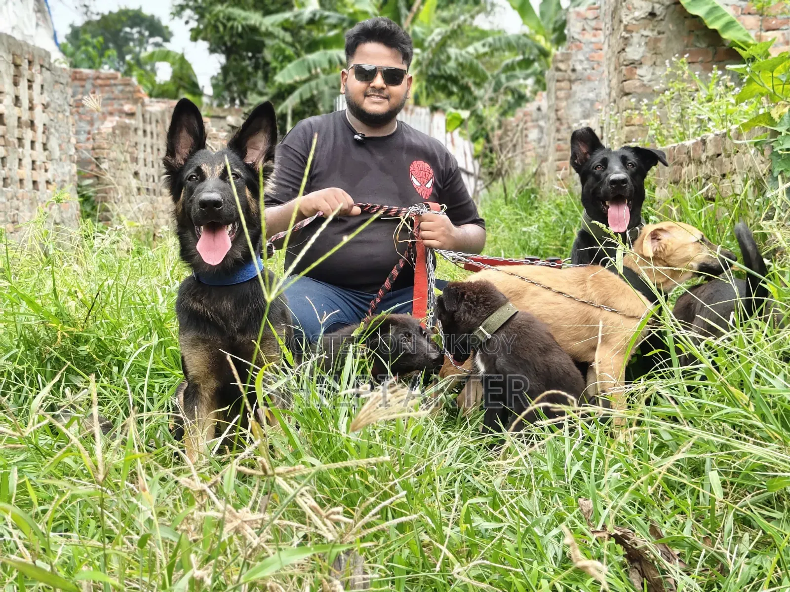 ১-৩ মাস বয়সী স্ত্রী বিশুদ্ধ বেলজিয়ান ম্যালিনয়েস