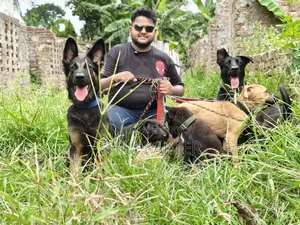 ১-৩ মাস বয়সী স্ত্রী বিশুদ্ধ বেলজিয়ান ম্যালিনয়েস