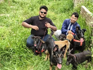 ১-৩ মাস বয়সী স্ত্রী বিশুদ্ধ বেলজিয়ান ম্যালিনয়েস