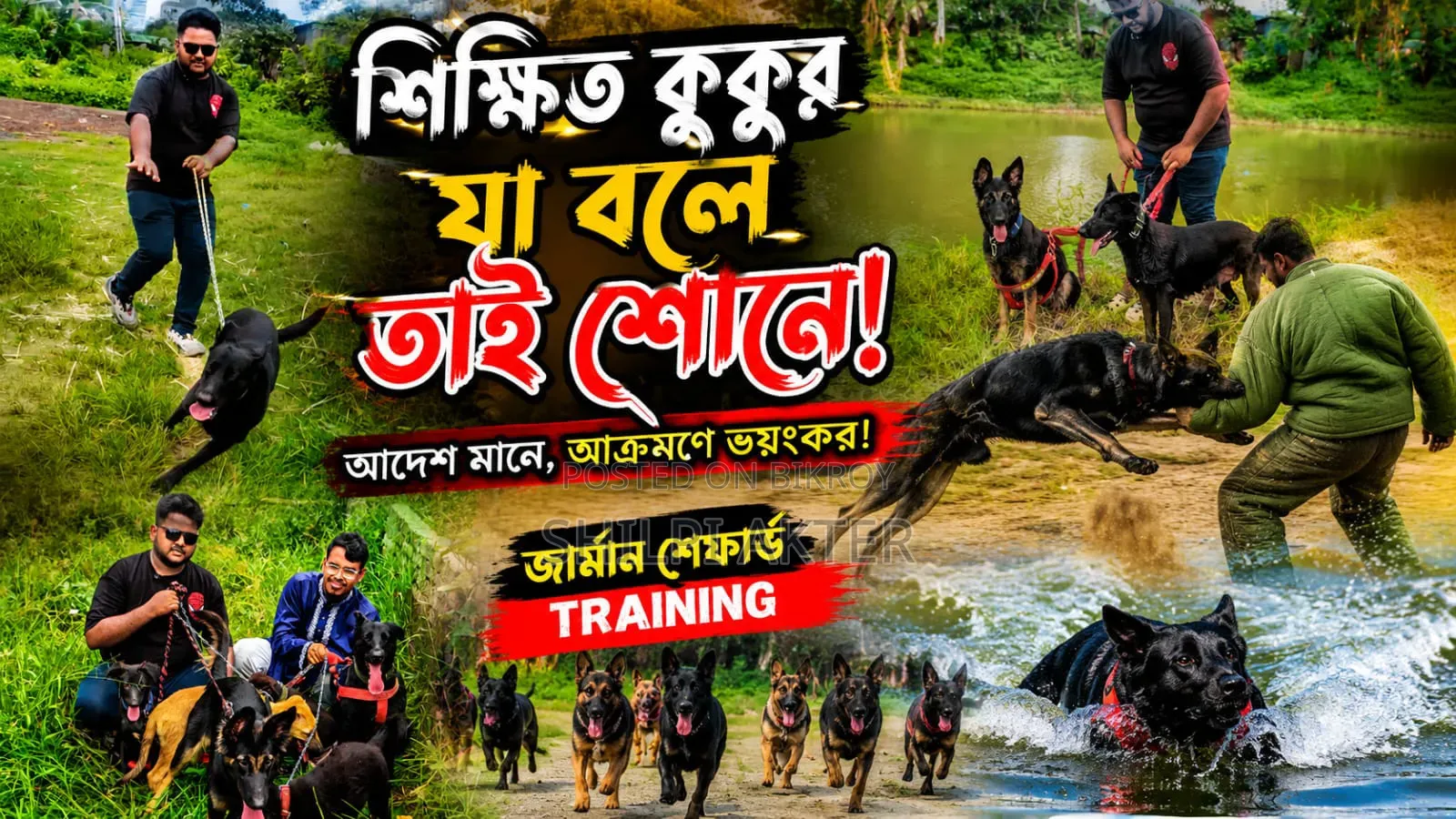 ১-৩ মাস বয়সী স্ত্রী বিশুদ্ধ বেলজিয়ান ম্যালিনয়েস