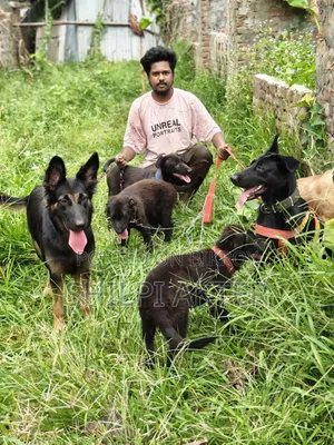 ১-৩ মাস বয়সী স্ত্রী বিশুদ্ধ বেলজিয়ান ম্যালিনয়েস
