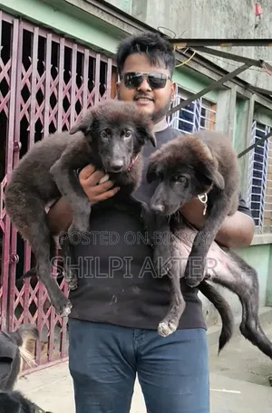 1-3 Months Female Purebred Belgian Malinois