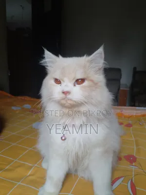 1+ Year Male Purebred Persian Cat