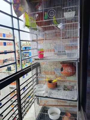 Budgerigar birds with chicks for sale