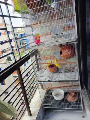 Budgerigar birds with chicks for sale