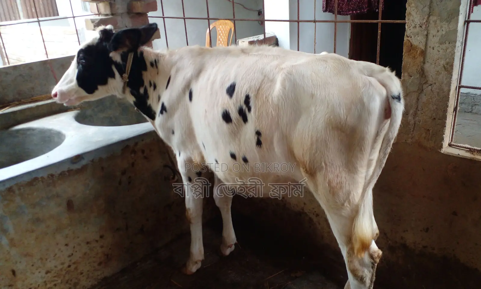 ১৩১৭ নং উন্নত জাতের ভালো বকনা।