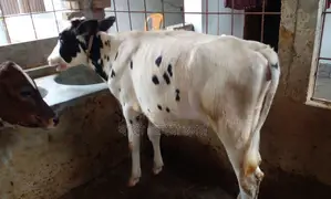 ১৩১৭ নং উন্নত জাতের ভালো বকনা।