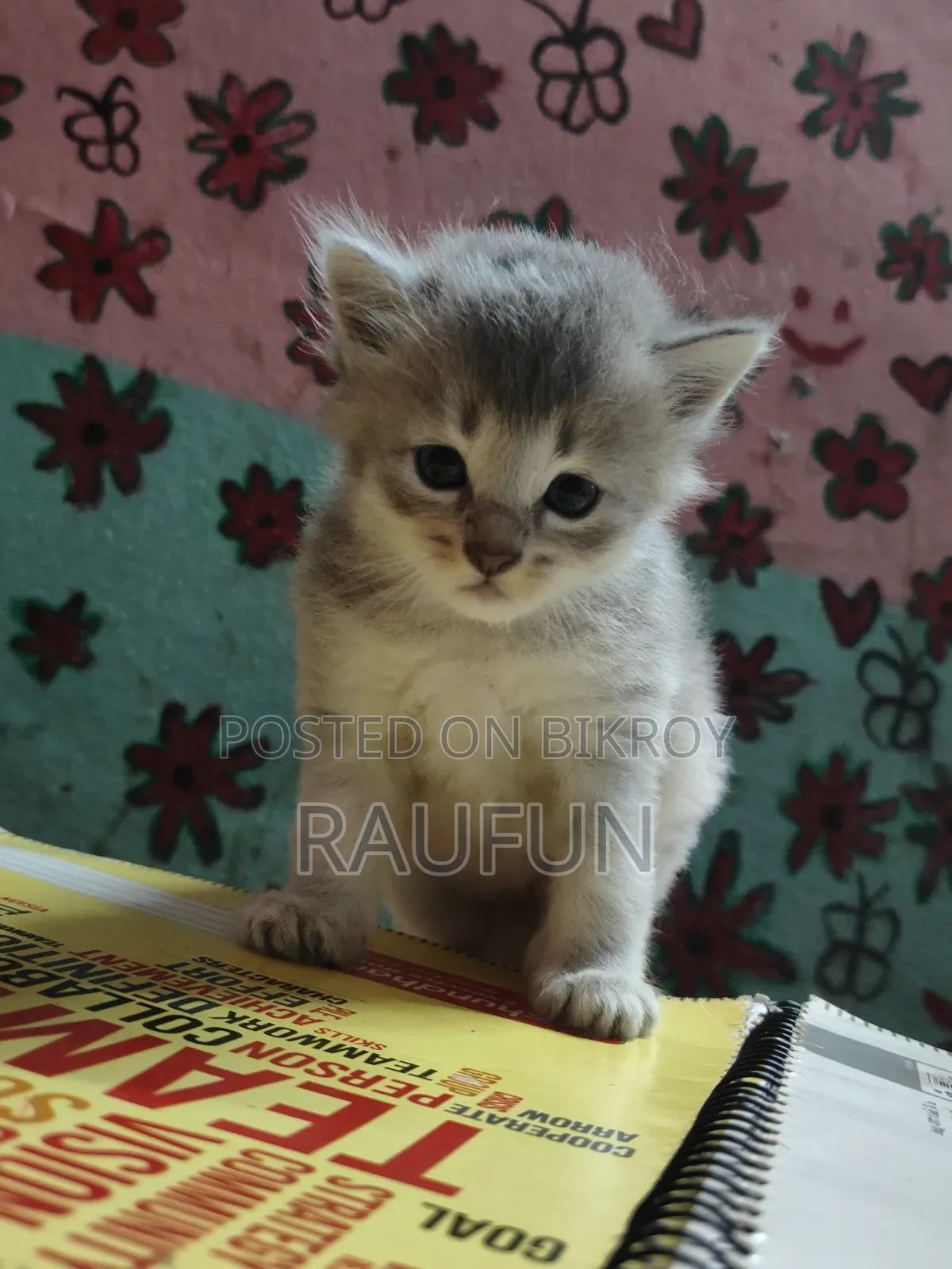1-3 Months Female Purebred Persian