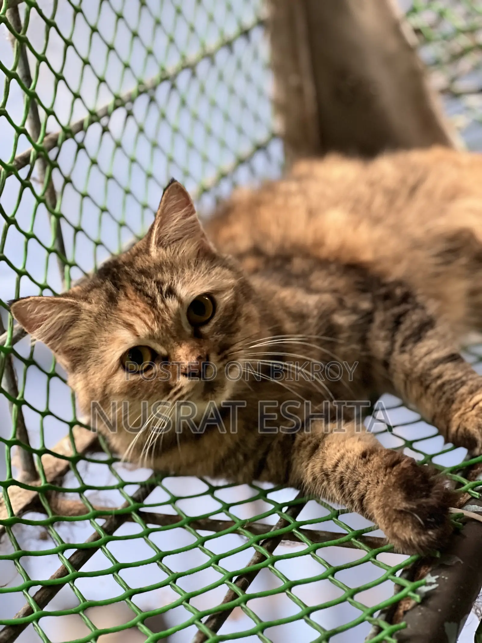 6-12 Months Female Mixed Breed Persian