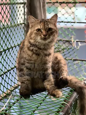 6-12 Months Female Mixed Breed Persian