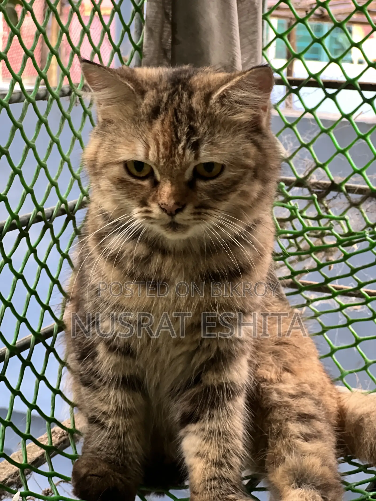 6-12 Months Female Mixed Breed Persian