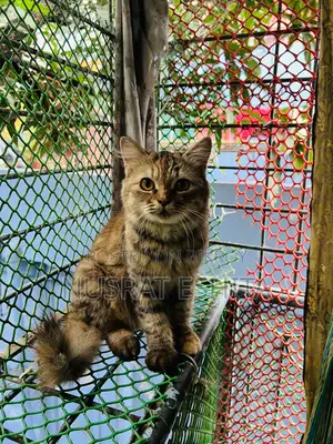 6-12 Months Female Mixed Breed Persian