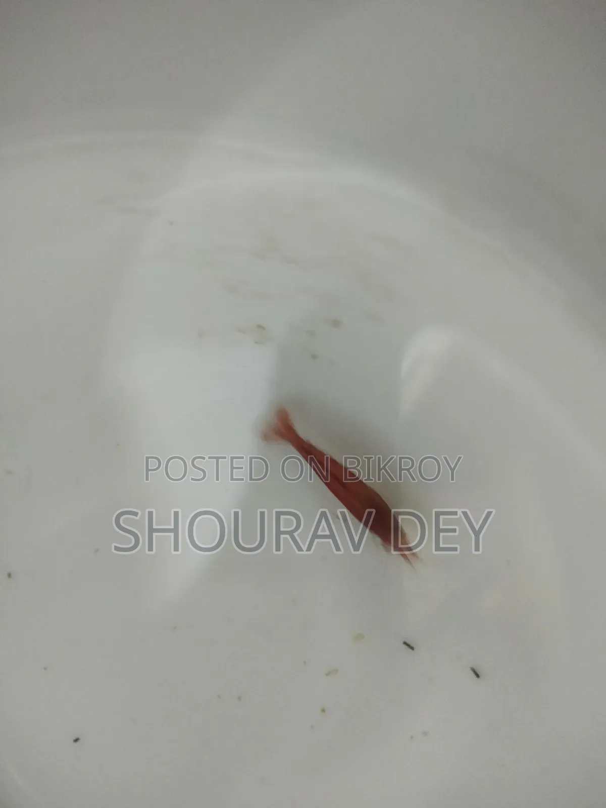 Red Fired Shrimp