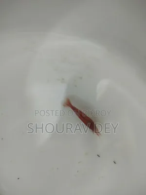 রেড ফায়ার্ড শ্রিম্প