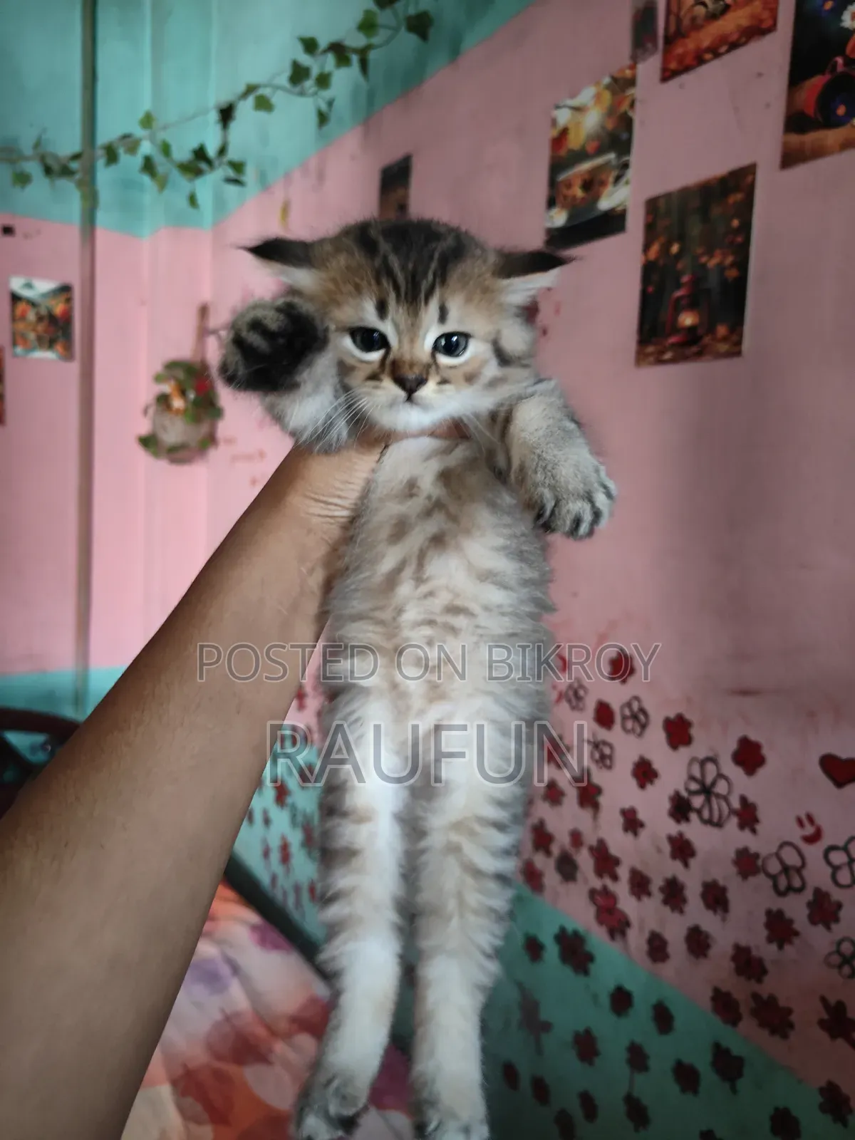 1-3 Months Male Purebred Persian