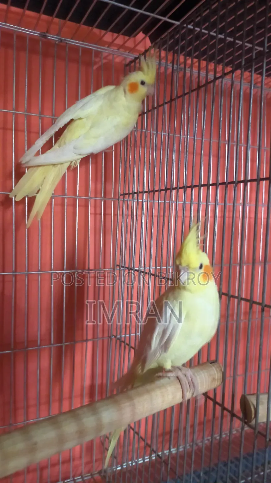 Cockatiel Bird