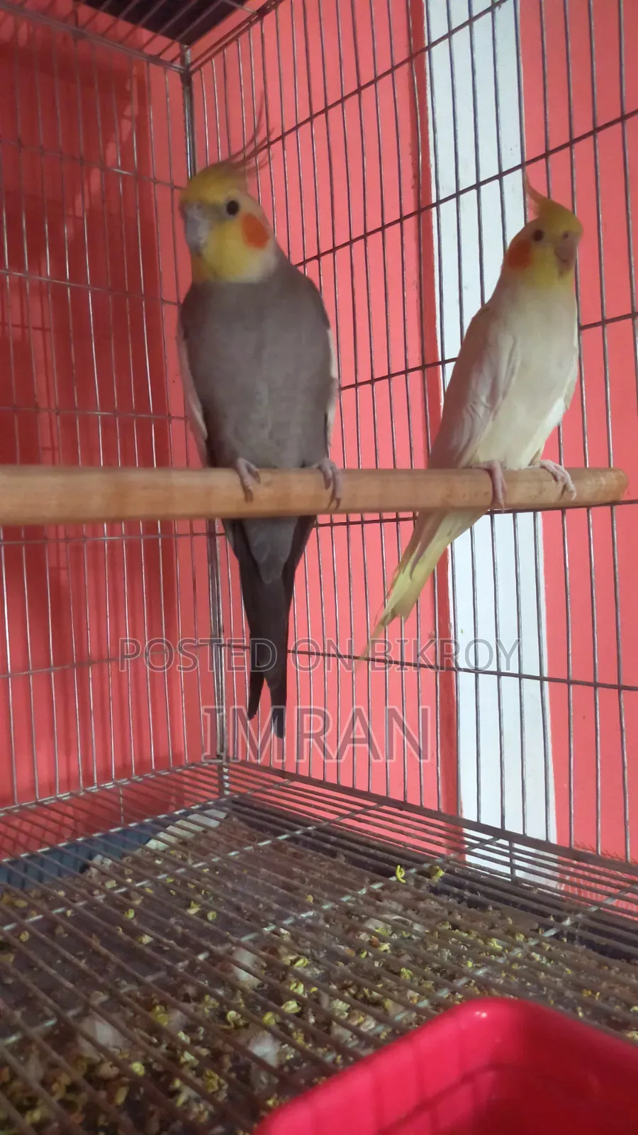 Cockatiel Bird