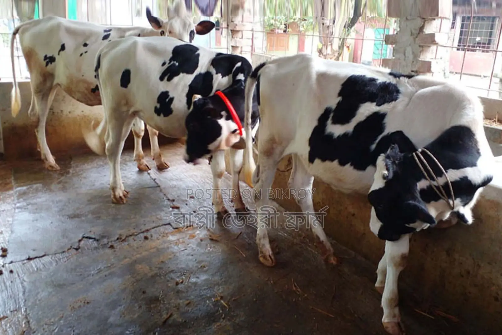 1319 No. 3 Heifers for sale.