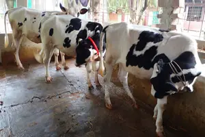 1319 No. 3 Heifers for sale.
