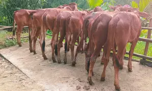 1320th Selected 8 Heifers for Sale.