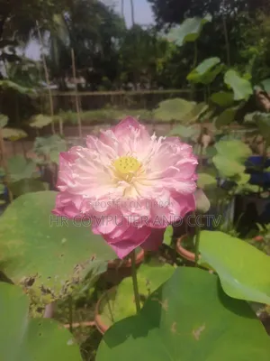 Lutas Tubar