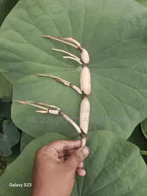 Lutas Tubar