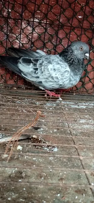 Silver Noor Egg and Chick OK