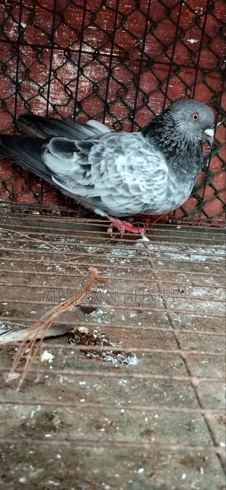Silver Noor Egg and Chick OK