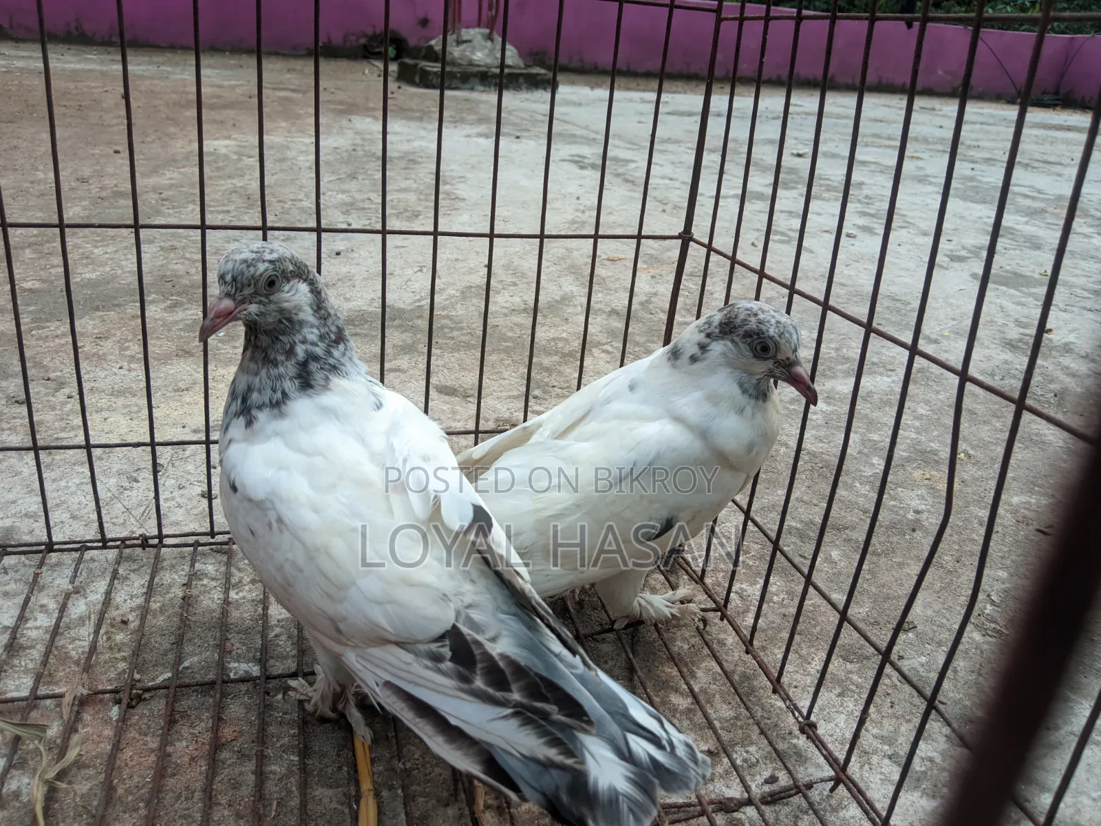 2 Pigeons for Sale