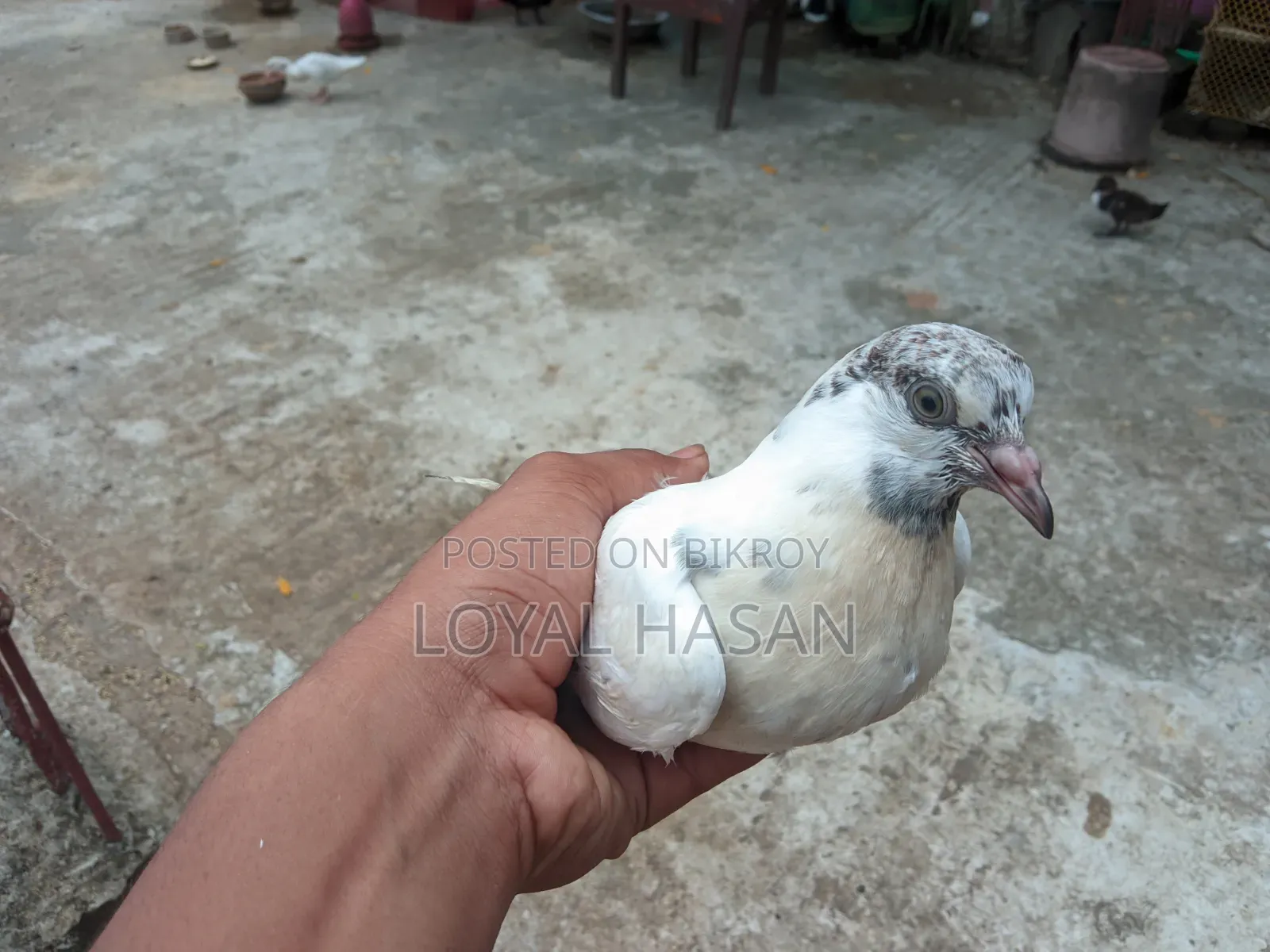 2 Pigeons for Sale