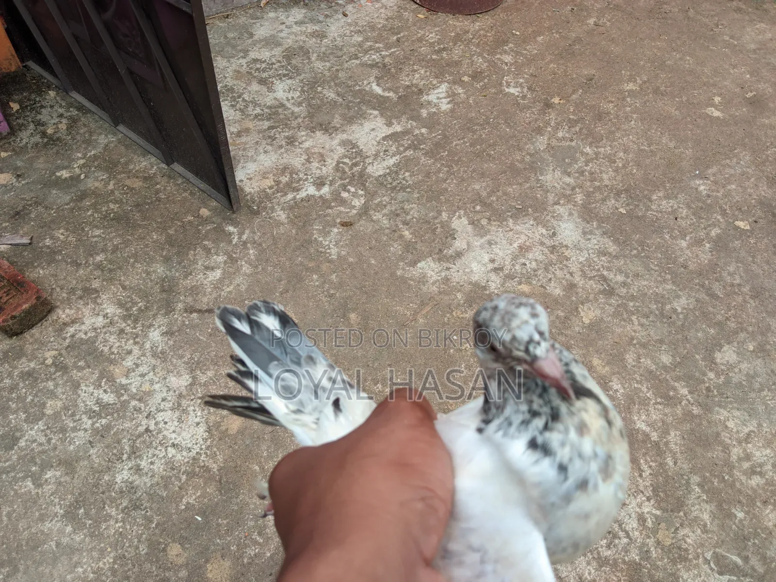 2 Pigeons for Sale