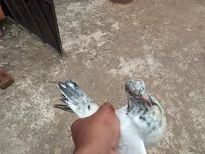 2 Pigeons for Sale