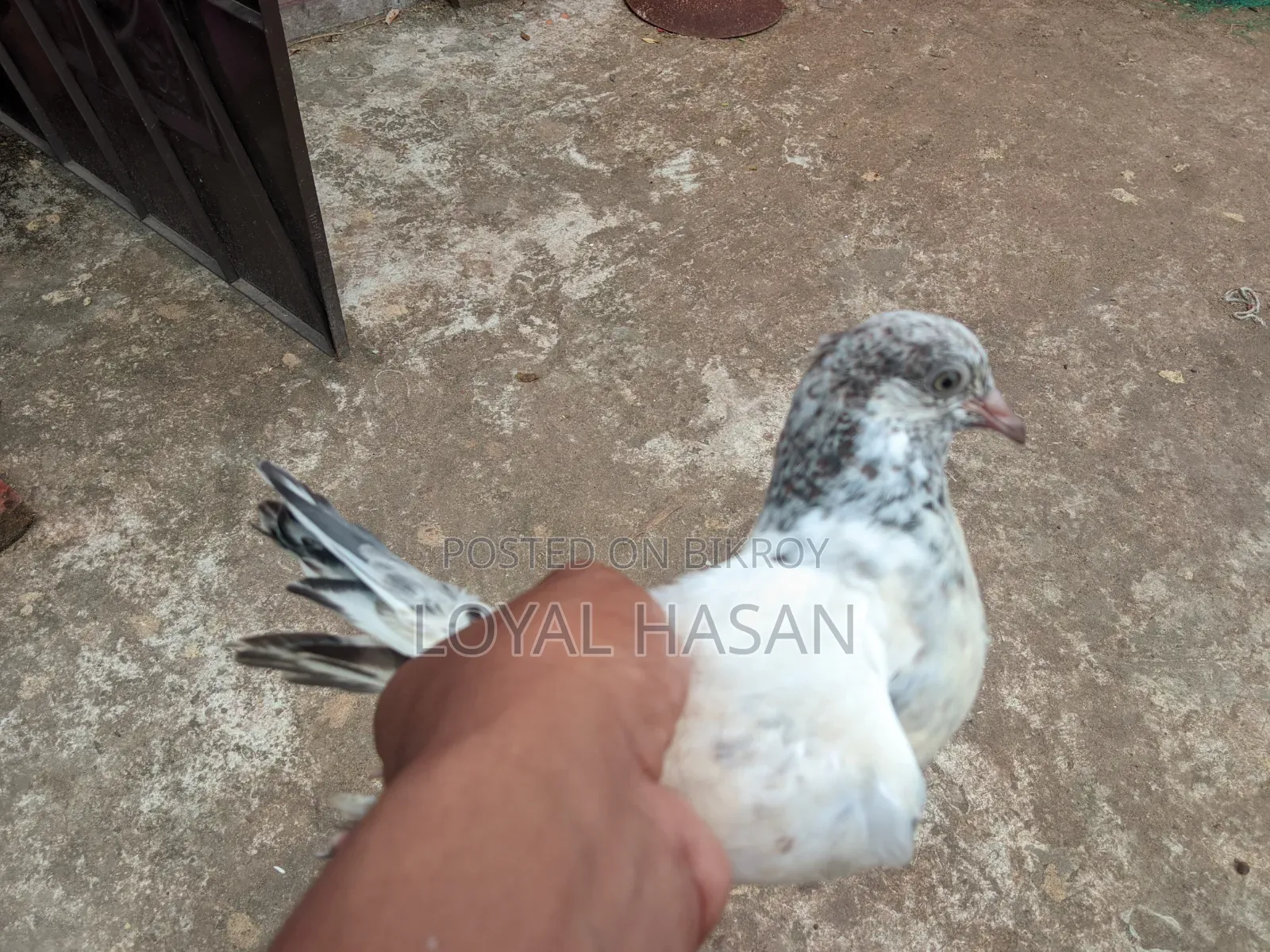 2 Pigeons for Sale