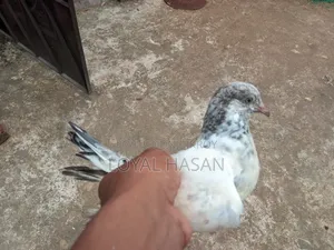 2 Pigeons for Sale