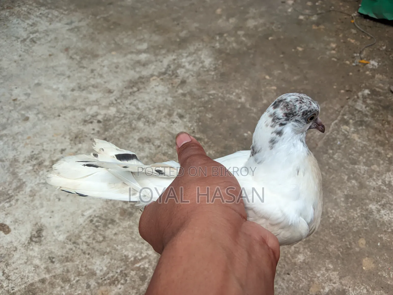 2 Pigeons for Sale