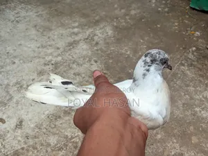 2 Pigeons for Sale