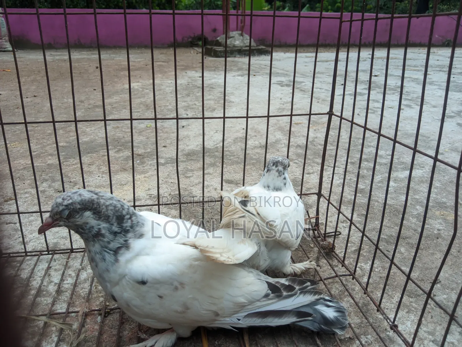 2 Pigeons for Sale