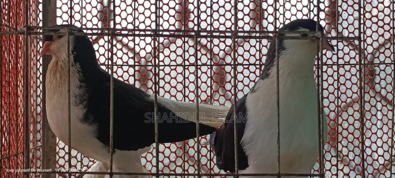 Lahori Pigeon