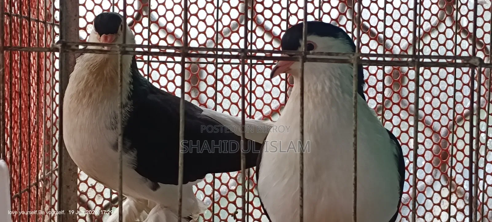Lahori Pigeon