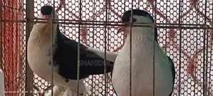 Lahori Pigeon