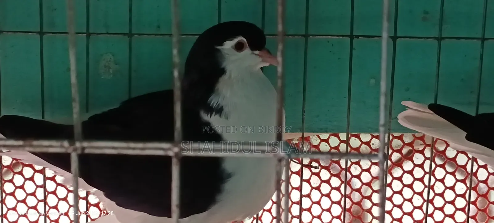 Lahori Pigeon