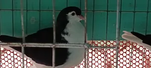 Lahori Pigeon