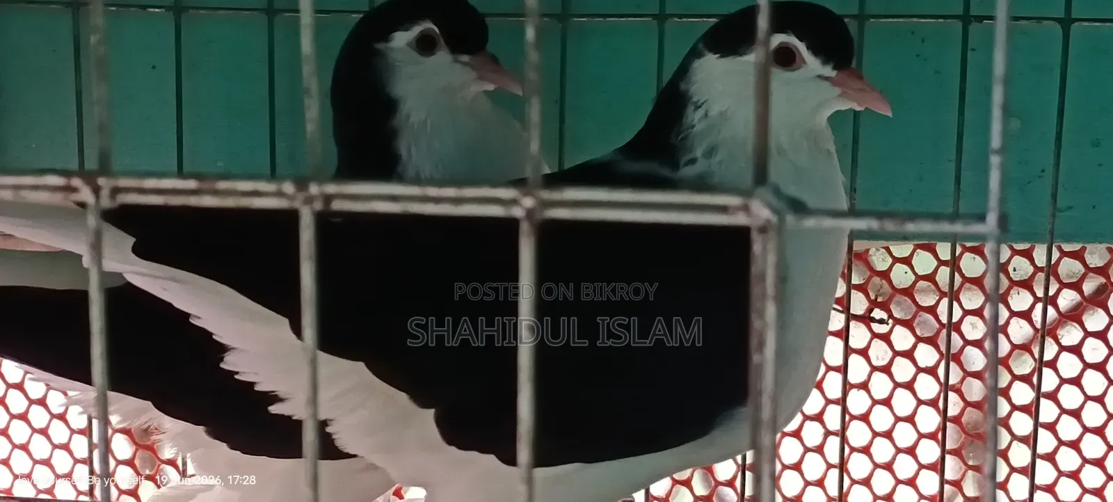 Lahori Pigeon