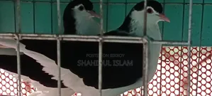 Lahori Pigeon