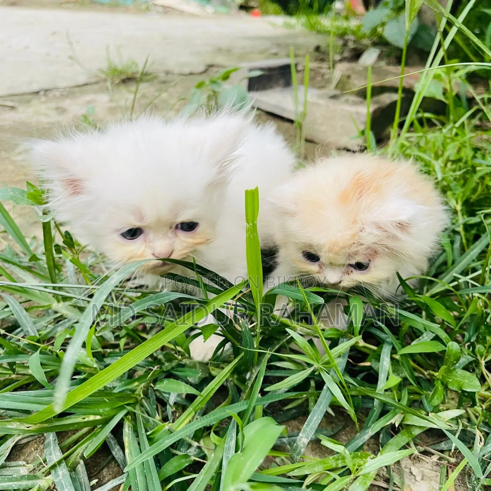 1-3 Months Female Purebred Persian