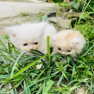 1-3 Months Female Purebred Persian
