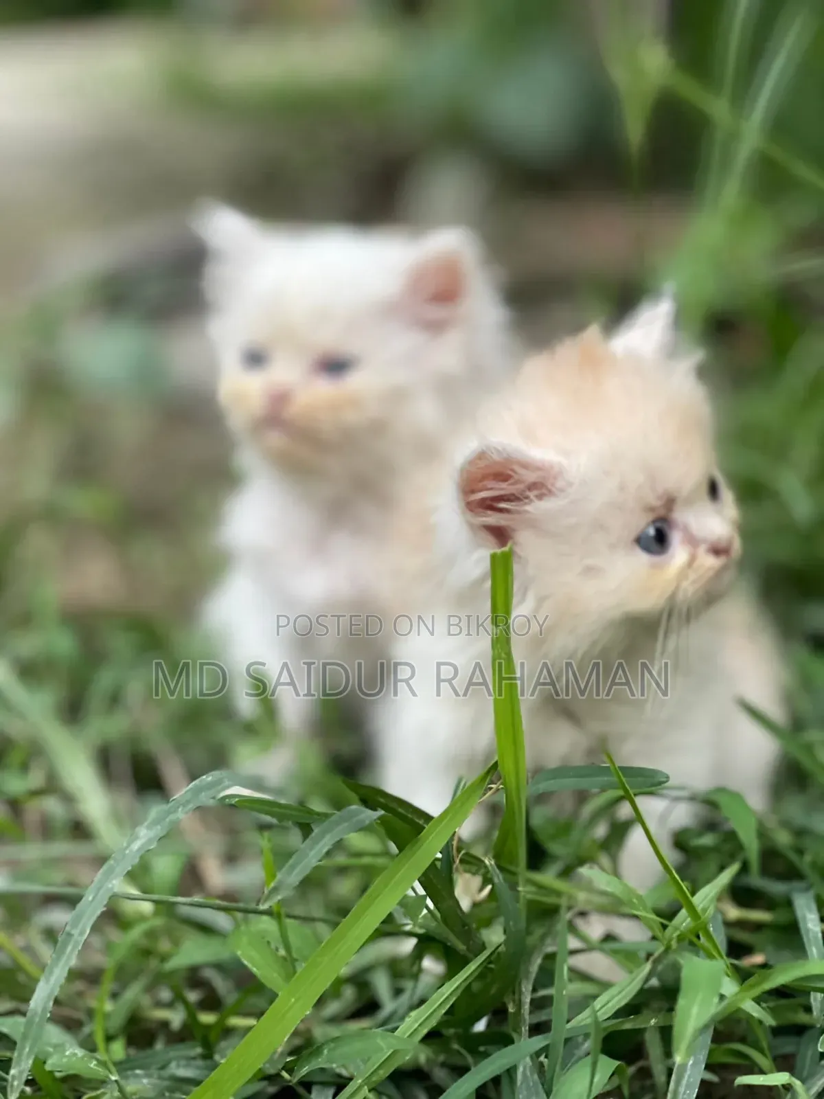 1-3 Months Female Purebred Persian