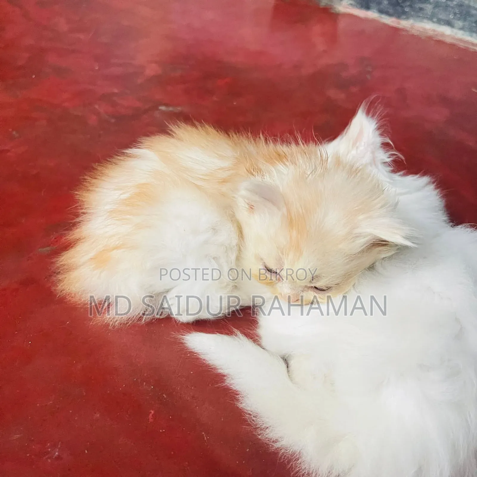1-3 Months Female Purebred Persian
