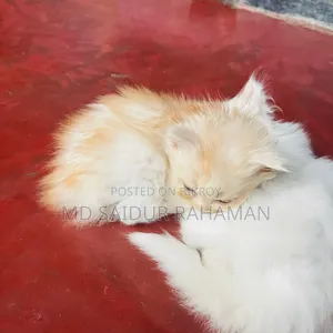 1-3 Months Female Purebred Persian